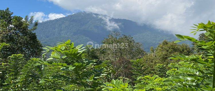 Coffee Plantation View Mountain Valley Rice Fields Los Sungai In Tabanan Bali. 1