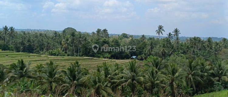 Tanah Kebun View Sawah Murah Di Tabanan Bali. 1