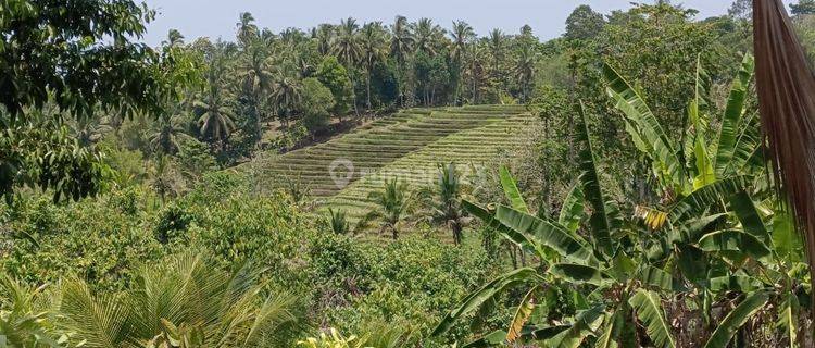 Tanah Kebun Luas Kecil View Sawah Murah Di Tabanan Bali 1