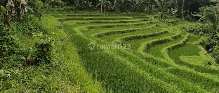 Tanah Kebun Dan Sawah Murah Di Tabanan Bali 1