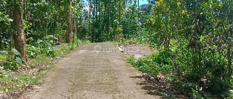 Dijual Tanah Kebun View Sawah Terasering Indah Di Tabanan Bali 1