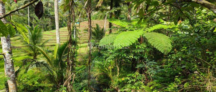 Cheap Los Sungai Rice Field View Garden Land in Tabanan Bali. 1