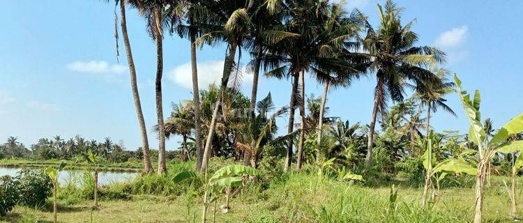 Dijual Murah Tanah Bali View Sawah + Surat2 1