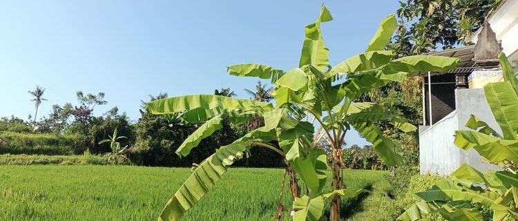 Dijual Murah Tanah Sawah Bali Ida Bagus Mantra  1