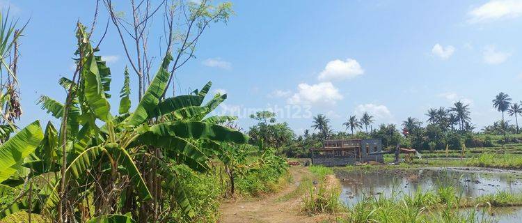 Dijual Murah Tanah View Sawah Bali  1