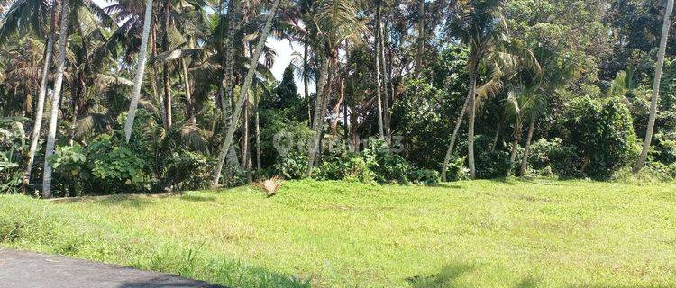 Dijual Murah Tanah Bali View Sawah + Sunyi 1