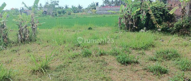 Dijual Murah Tanah Bali View Sawah 1