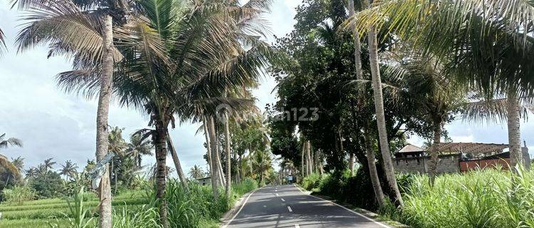 Dijual Murah Tanah View Sawah, Pinggir Jalan Bali  1