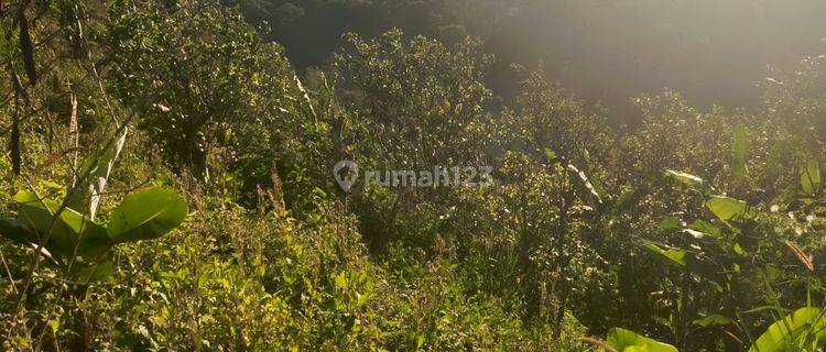 50 Are Tanah Komersil di Jalan Utama View Danau Tamblingan Buleleng Bali  1