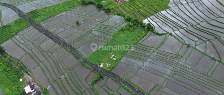 Tanah SHM Akses Pinggir Jalan View Loss Sawah Dekat Tanah Lot  1