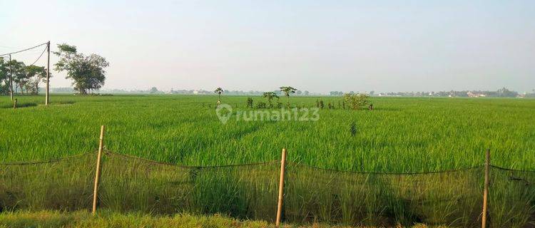 Di Jual Sawah di Kp Selang Pebayuran Bekasi Jawabarat,  Sertifikat Hak Milik  LT 5.200 m² ,Sawah Produktif Panen 3 bulan sekal Hasil Panen Bagus Pengairan baik. Akses sawah Masuk Mobil.  Harga Murah 600 JT 1