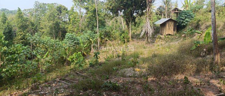 Kavling Murah Dan Terjangkau Kebon Subur Dan Asri Serang, Banten 1