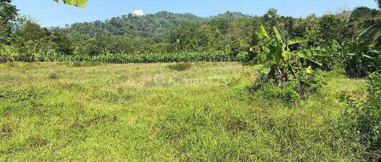 TANAH KOSONG BISA DIJADIKAN TEMPAT WISATA ATAU UNTUK PERKEBUNAN DI DESA CIHEA, CIANJUR 1