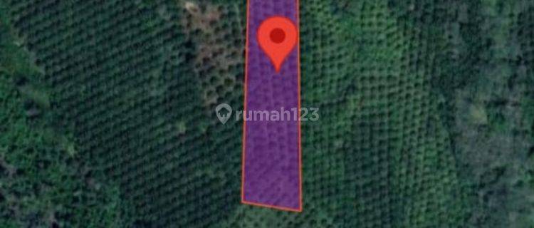 Tanah Murah Aset Mandiri, Sumay, Jambi 1