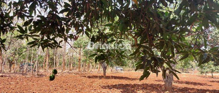 KEBUN MANGGA PRODUKTIF 1