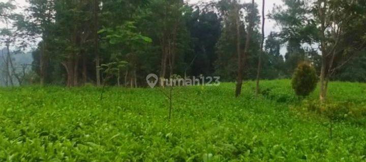 Tanah Tegalan Kebun Teh Inti Rakyat, Murah, Strategis Agrowisata Ketinggian 1.150 MDPL 1