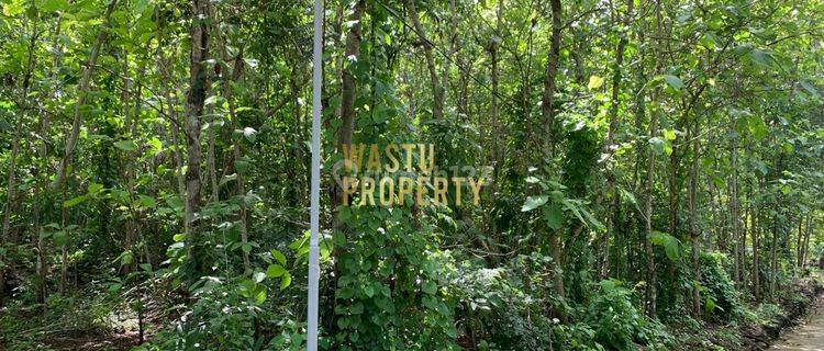 TANAH KEBUN LAHAN LUAS DEKAT PUSKESMAS PAJANGAN, BANTUL 1