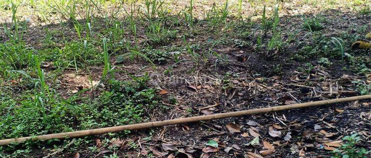 TANAH KEBUN SUBUR HARGA BAIK DI GONDANGLEGI KABUPATEN MALANG. 1