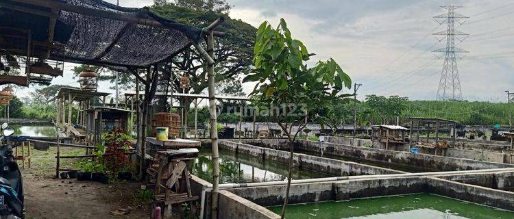 Tanah Cocok Uk Investasi Murah Ada Bangunan Rumah Dan Kolam Di Kediri 1