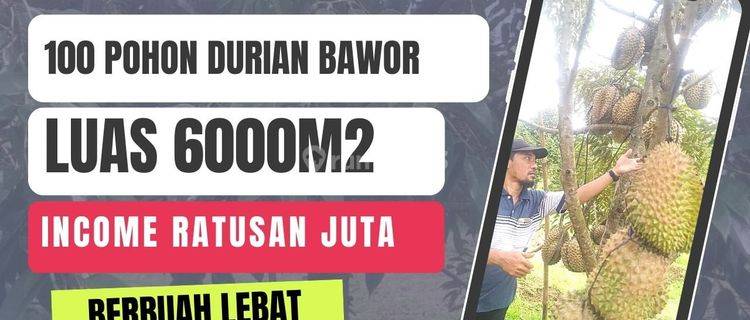 Jual Tanah Kebun Durian 6000m/² Siap Panen Di Rogoselo Pekalongan 1