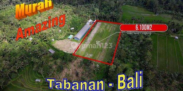 View of Rice Fields, Gardens and Mountains 6,100 M2 in Pupuan Tabanan 1