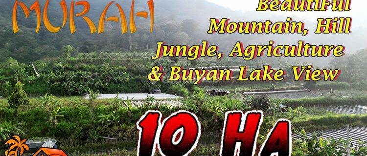 Langka, Murah 1000 Are View Perkebunan, Gunung Dan Danau Buyan 1