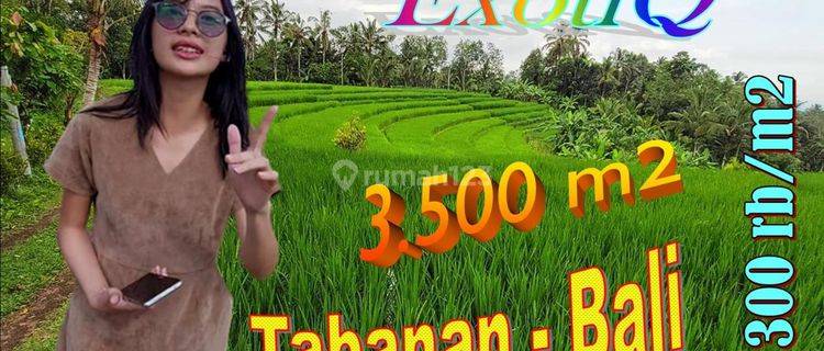 3,500 M2 Land in Penebel For Sale Cheap View of Rice Fields and Sea 1