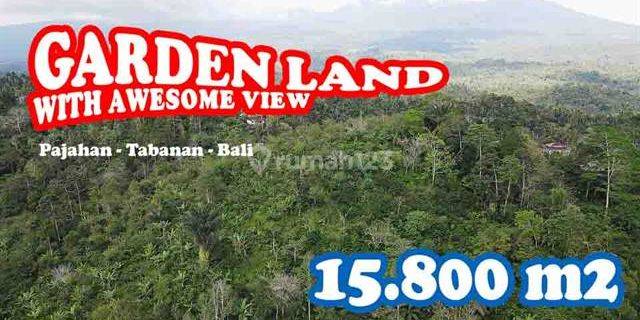 View of Mountains and Forests 15,800 M2 in Pupuan Tabanan 1