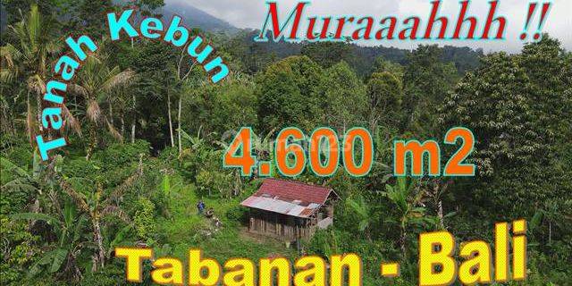 Strategic 4,600 M2 Mountain and Garden View in Pupuan Tabanan 1