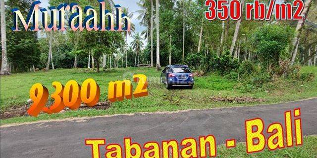 View Kebun Dan Sungai Kecil 9,300 M2 di Selemadeg Timur Tabanan 1