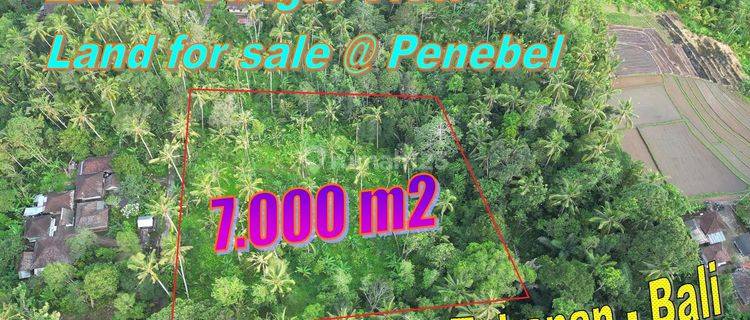 7,000 M2 Land For Sale in Penebel Suitable For Plantation 1