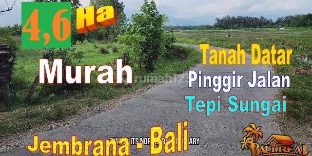 Tanah Kebun 4,6 Ha Untuk Investasi Area Air Kuning Jembrana 1