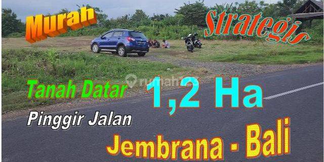 Murah ! 12.000 m2 Kebun Datar Pinggir Jalan di Jembrana 1