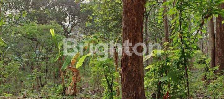 KEBUN LUAS , JUAL BUTUH CEPAT, BAWAH NJOP 1