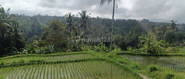 Tanah Jual Lokasi Buahan 1