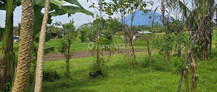 Tanah Jual Lokasi Pejeng 1