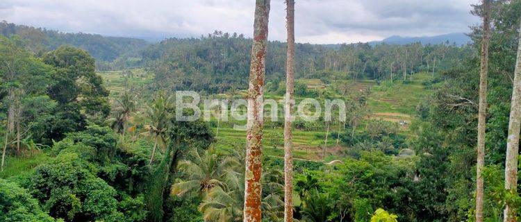 TANAH 24 ARE DI RENDANG KARANGASEM VIEW SAWAH DAN GUNUNG 1