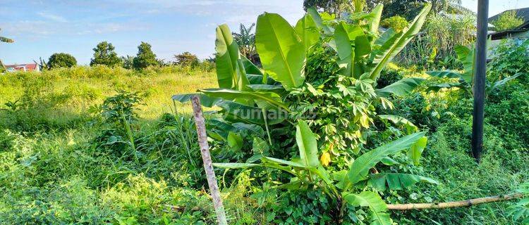 Tanah Sawah Pinggil Jalan Aspal Besar (Langsung Balik Nama) Tanah SHM 1848 m² 1