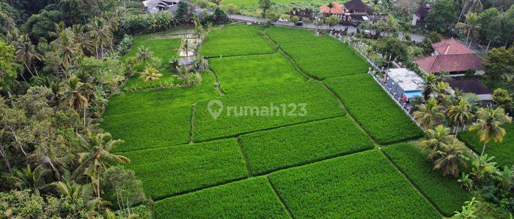 Tanah Di Jalan Raya Tampak Siring Dekat Ke Central Ubud, Bali 1