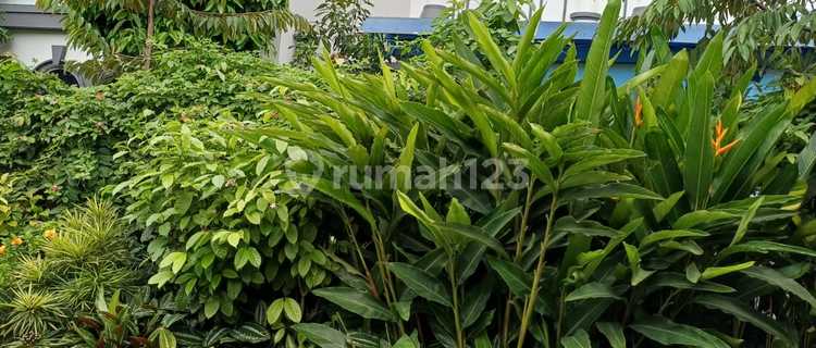 Rumah Besar Dengan Kolam Renang Di Tangerang 1