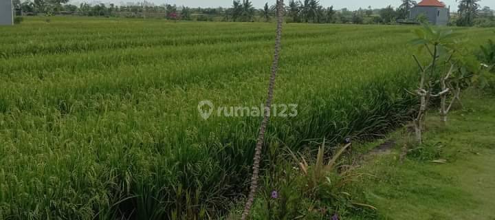 PASTI CLOSING DI SEWAKAN TANAH LOKASI SESEH MENGWI BADUNG 1