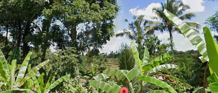 Pasti Closing Di Sewakan Tanah View Sawah Lokasi Senganan Penebel Tabanan 1