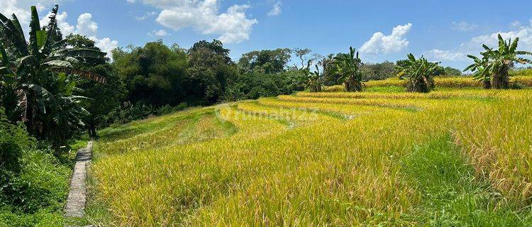 PASTI CLOSING DI SEWAKAN TANAH LOKASI NYANYI BERABAN TABANAN 1