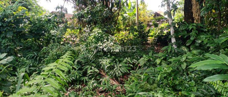 Pasti Closing Di Sewakan Tanah View Sawah Lokasi Pejeng Sanding Ubud Gianyar 1