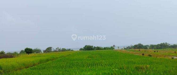 Pasti Closing Di Jual Tanah Loss Pantai View Laut Lokasi Pasut Tibu Biu Kerambitan Tabanan 1