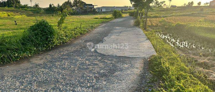 PASTI CLOSING DI SEWAKAN TANAH LOKASI NYANYI BERABAN KEDIRI TABANAN  1