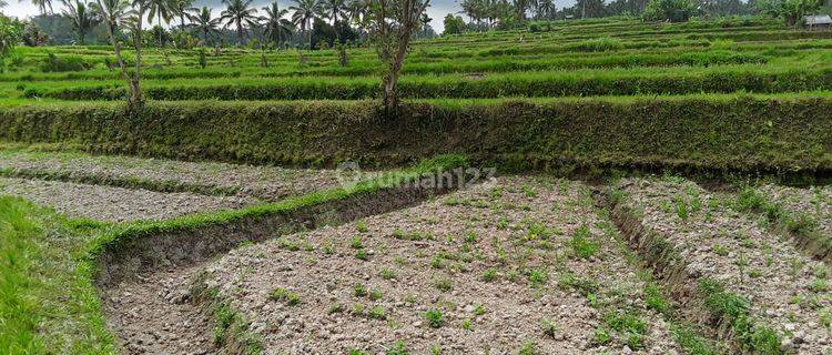 Pasti Closing Di Jual Tanah View Sawah Lokasi Buahan Payangan Ubud Gianyar 1