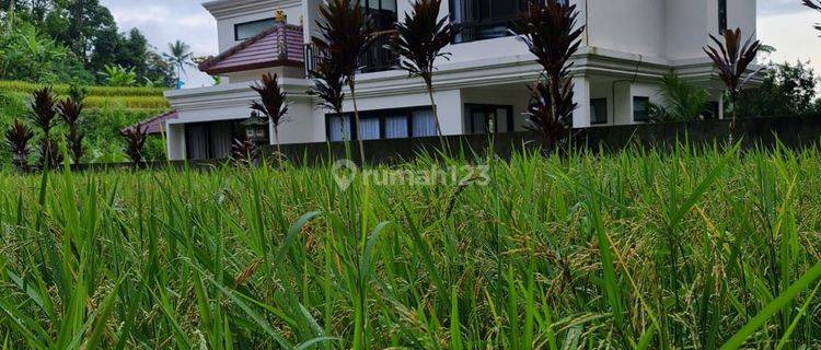 Luxury Style House Villa View Rice Fields In Ubud, 3 Bedrooms Fully Furnished 1