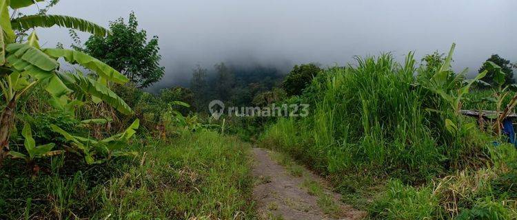 Tanah kawasan sejuk dan alami view danau Buyan Bedugul 1