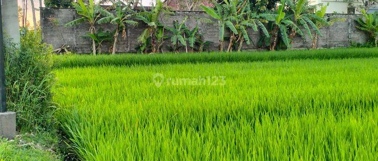 Tanah View Sawah Strategis Di Kedungu Tabanan Bali, Shm Lengkap 1